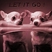 Let It Go ! - chihuahuas icon