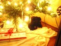 Look What's Under The Tree! - christmas photo