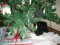 Look What's Under The Tree! - christmas photo