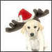 Merry Xmas - dogs icon