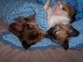 Napping - chihuahuas photo