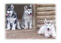 Puppies - puppies photo
