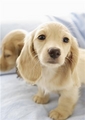 Puppy ♥  - dogs photo