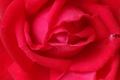 Rose - photography photo