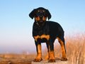 puppies - Rottweiler Puppy wallpaper
