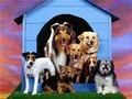 We ♥ Dogs - dogs photo