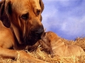 We ♥ Dogs - dogs photo