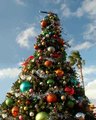 What a Beautiful Tree! - christmas photo