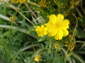 Yellow Flower - photography photo