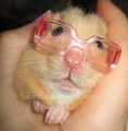 lol hamster - random photo
