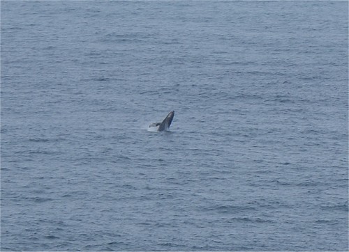 鯨, クジラ