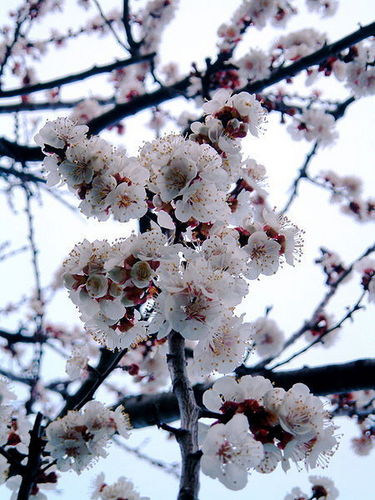  abrikoos flowers