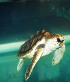 Baby Sea Turtle - animals photo