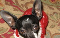 chihuahuas - Chihuahua for Christmas wallpaper