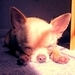 Lazing in the Sun - chihuahuas icon