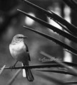 Little Birdie - animals photo