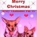 Merry Christmas - chihuahuas icon