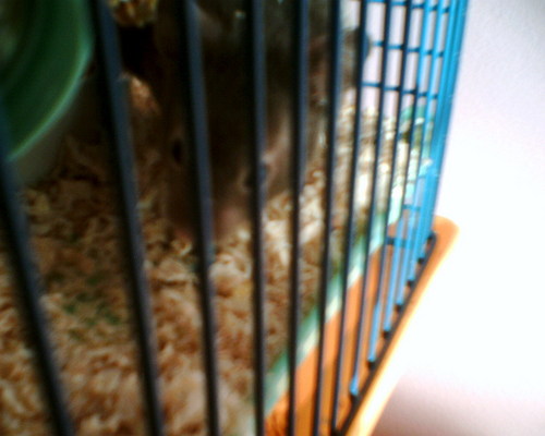  My hamster (lil cutie) Edward! <3