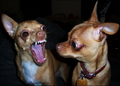 Oh! be Quiet ! - chihuahuas photo