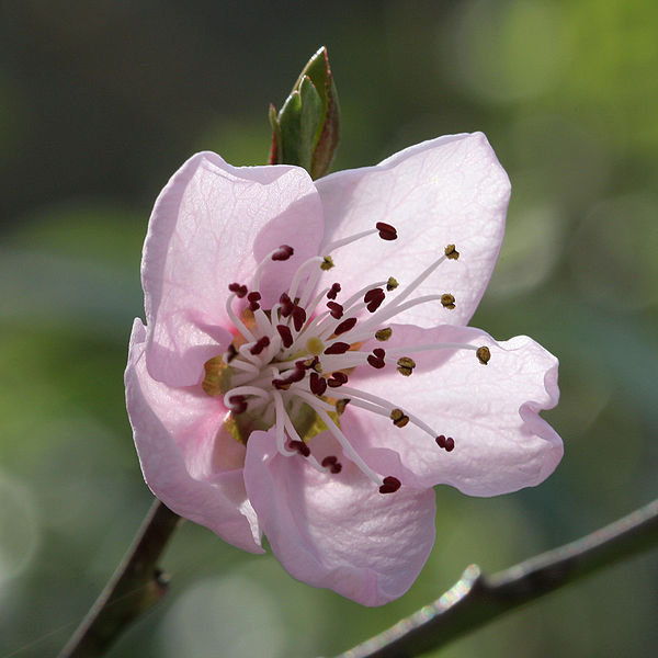 Peach flowers - Peach Photo (9509181) - Fanpop