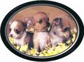 Picture Perfect - chihuahuas photo