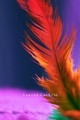 Feather - photography photo