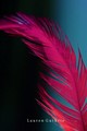 Feather - photography photo