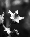 Flower - photography photo