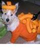  Mac and cheese doggie costume