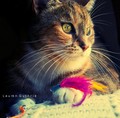 Sammie with feathers - photography photo
