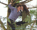Scans from the Twilight Director’s Notebook - twilight-series photo