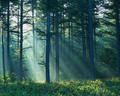twilight-series - Twilight forest wallpaper