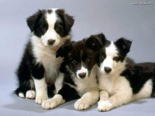  Border স্কটল্যাণ্ডের লোমশ কুকুর Pups