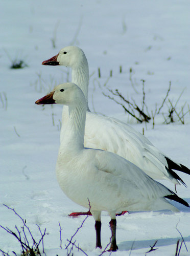  Beautiful Snow Geese