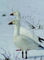 Beautiful Snow Geese - god-the-creator photo