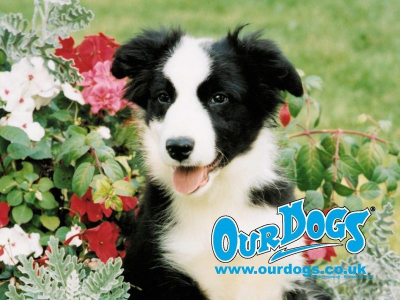 border collie puppies. Border Collie Pup,Wallpaper