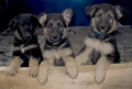 German Shepherd puppies - puppies photo