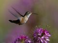 hummingbirds - Humming Bird,Wallpaper wallpaper