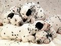 puppies - Sweetdreams wallpaper