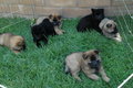 Take your pick :) - puppies photo