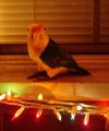 The Christmas Parrot - christmas photo