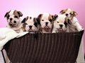puppies - Wrinkly Puppies wallpaper