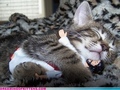 kitty loves jesus - lol-cats photo