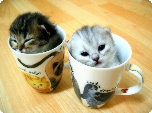 kittens in a mug