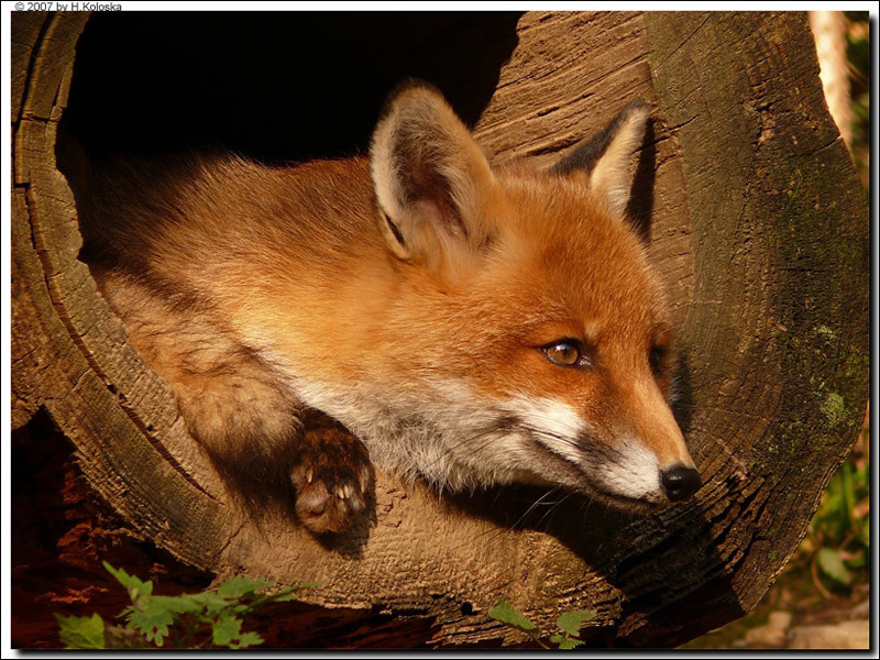 fox log