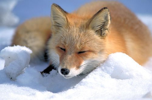  cáo, fox in snow
