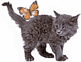  Kitten And Butterfly,Animated