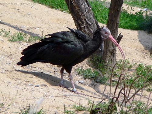  Northern Bald ibis