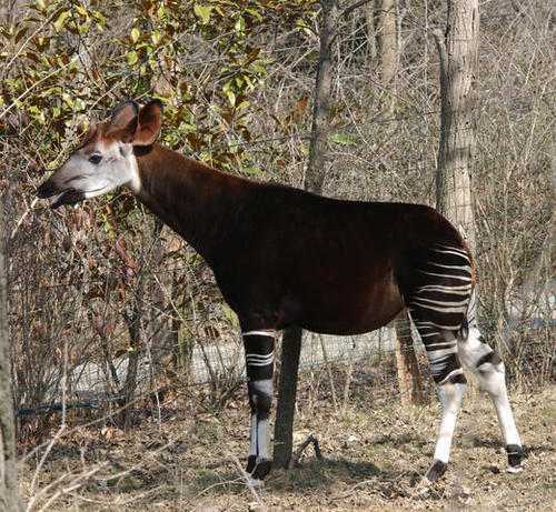  Okapi