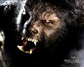 upcoming-movies - The Wolfman (2010) wallpaper